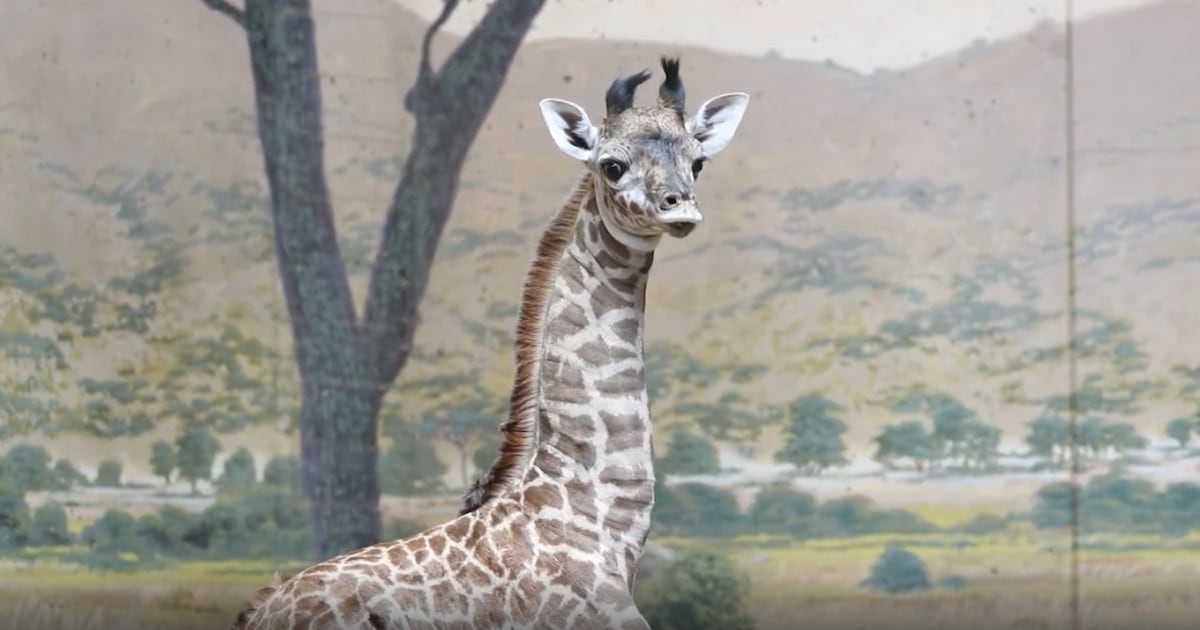 Toronto Zoo naming new baby giraffe