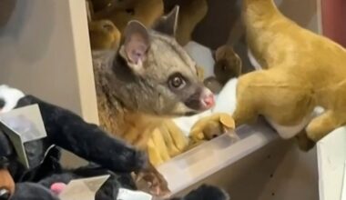 Among plush toy animals, one fluffy possum stood out – its big brown eyes were moving
