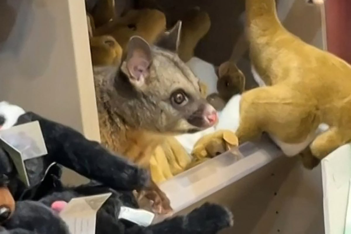 Among plush toy animals, one fluffy possum stood out – its big brown eyes were moving