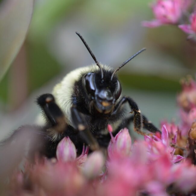 Queen bumblebees: Closeup of insect with fuzzy yellow back and black head, legs and antennae, sitting on pink flowers.