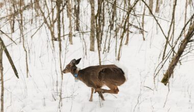 How far do deer go in a year? These scientists are tracking the ultimate border crossers