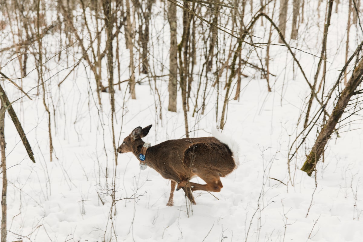 How far do deer go in a year? These scientists are tracking the ultimate border crossers