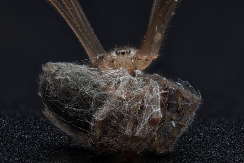 A close-up of a spider wrapping its prey, an insect, in silk. The spider’s legs and eyes are visible as it encases the insect, which is mostly covered in webbing, against a dark background.