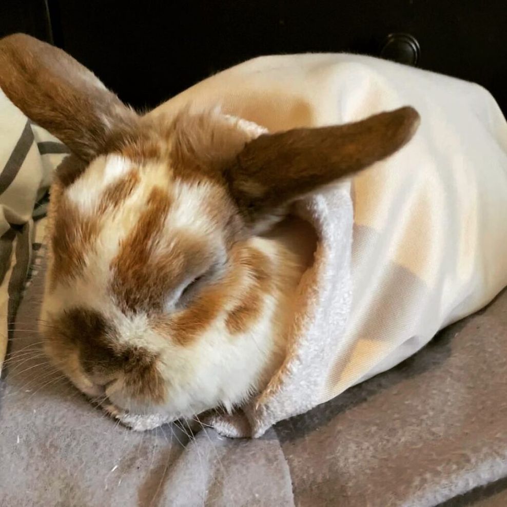 Rabbitats