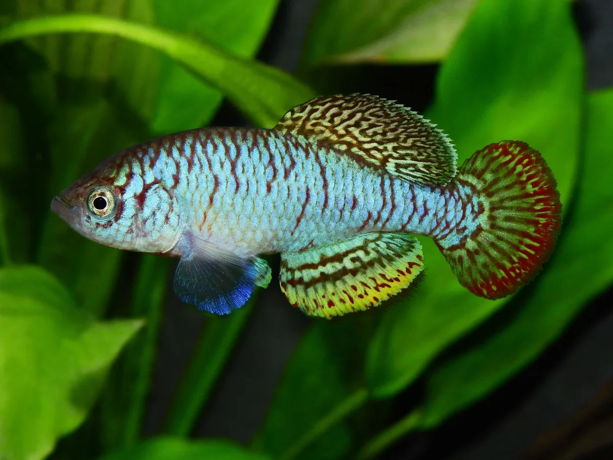 Rainbow Killi (Nothobranchius iridescens)