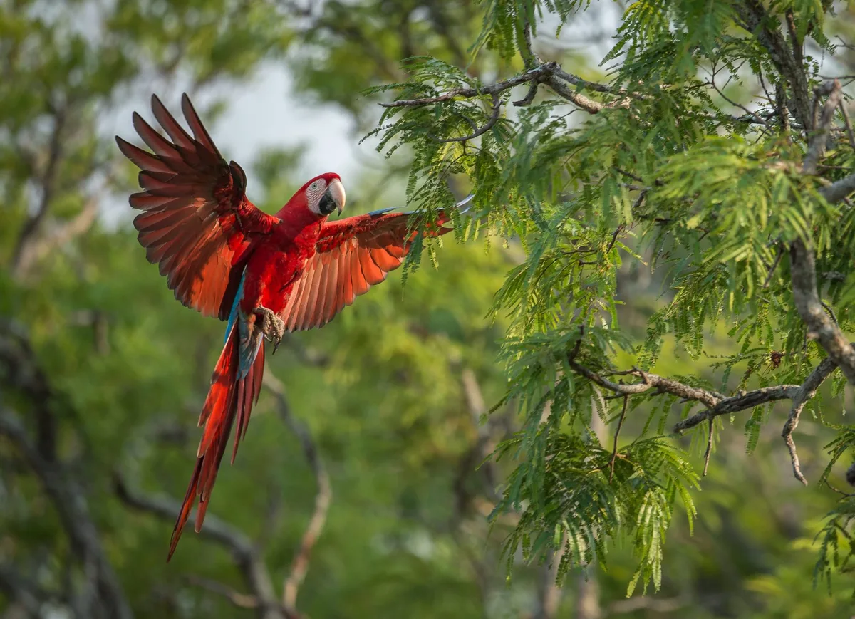 Red-and-green macaw
