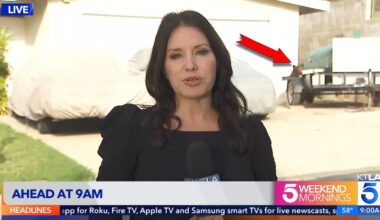 Black Bear Wanders into Cameraman’s Live Shot During News Report on Bear Attacks