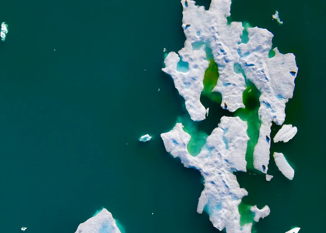 Ringed seals on an ice sheet