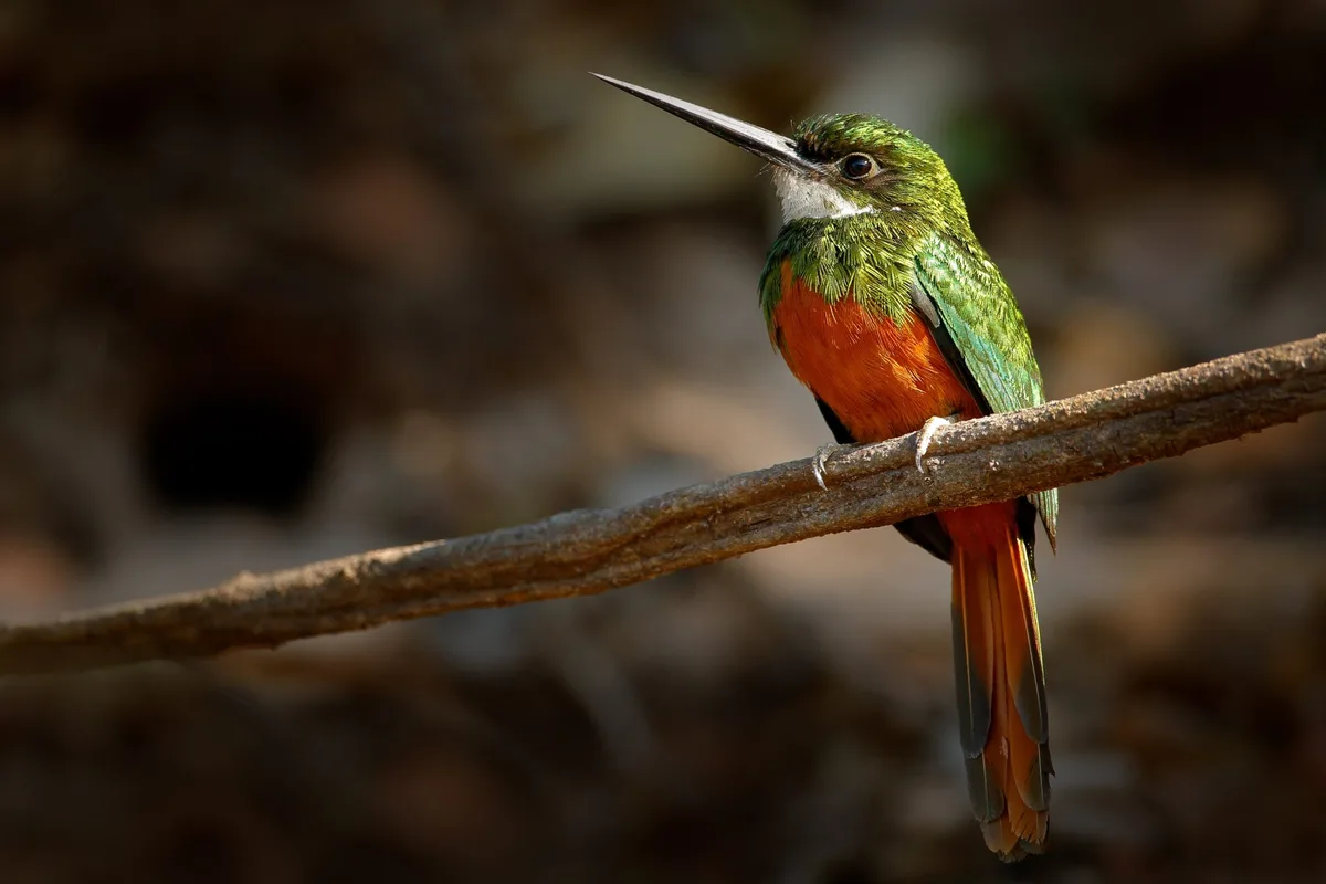 Rufous-tailed jacamar