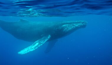 Oldest known whale recording could unlock mysteries of the ocean