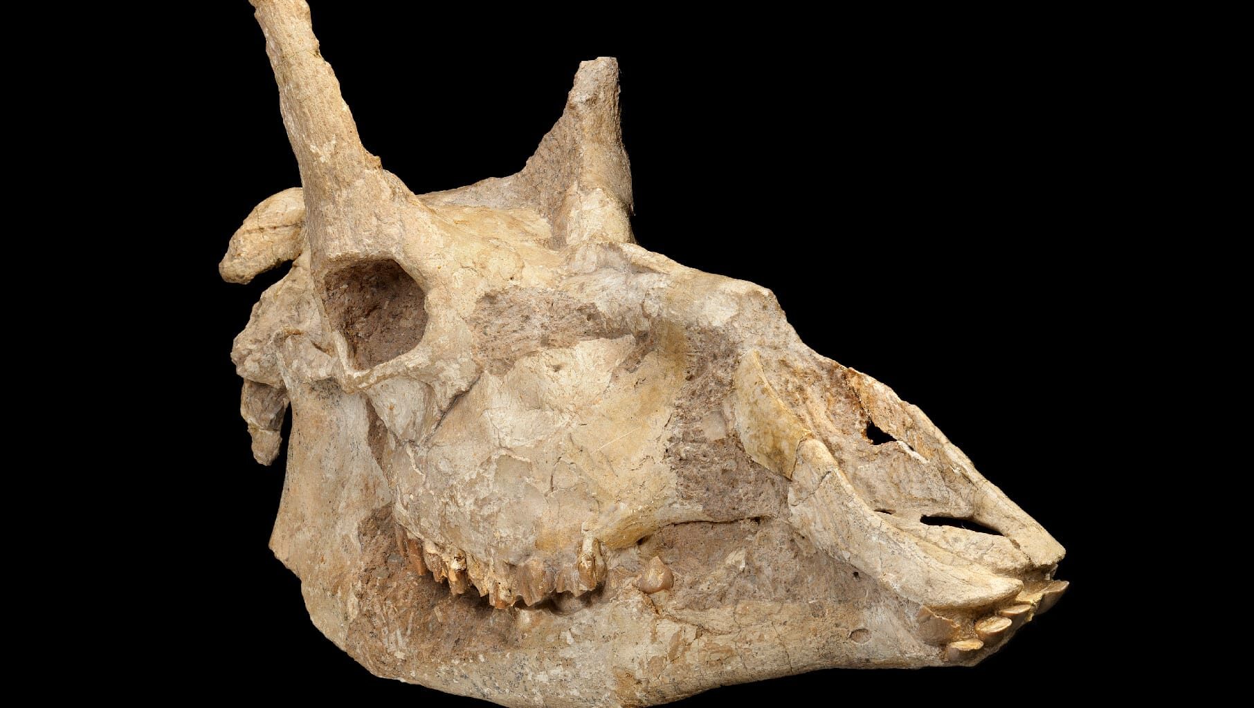 Giraffes and the Fossil Record: Bad News for Neo-Darwinism