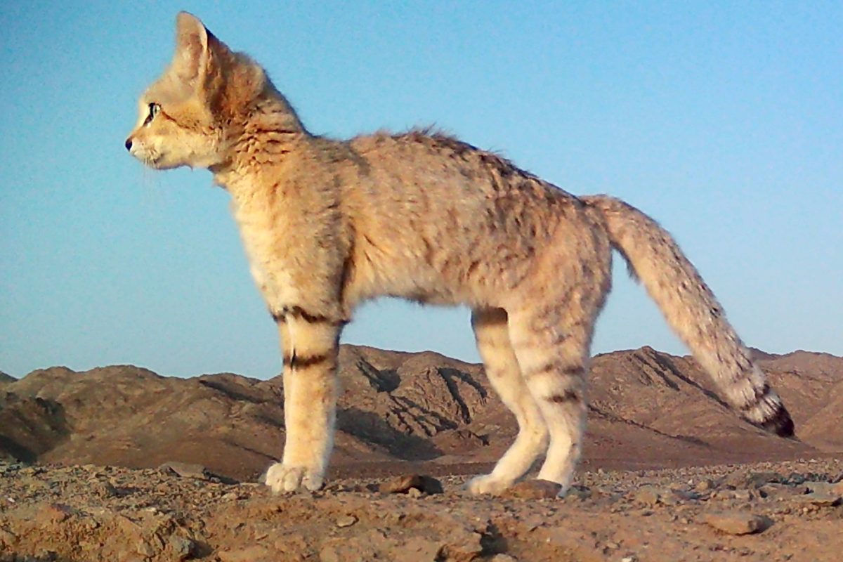 Sand cat beside its den