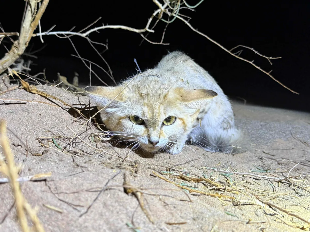Sand cat