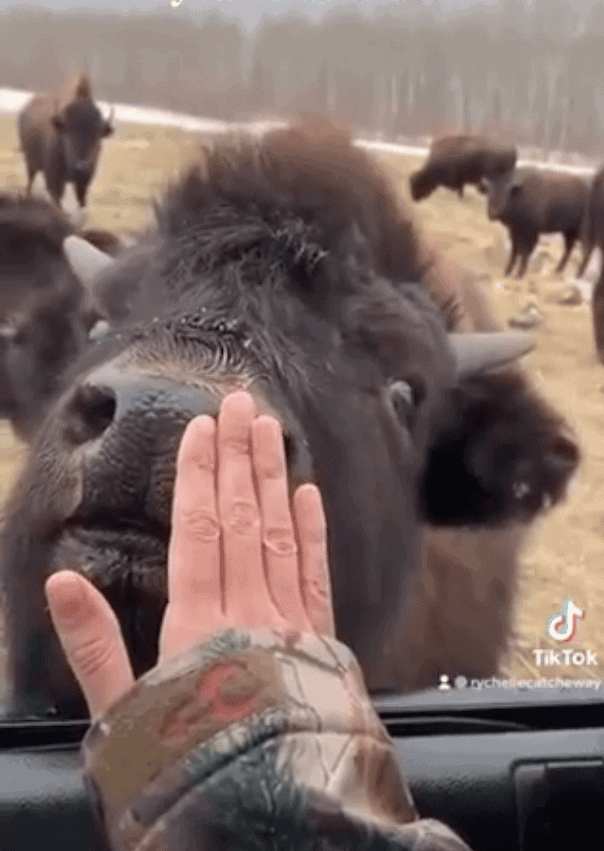 A woman's hand reaches out to touch the end of a bison's nose.