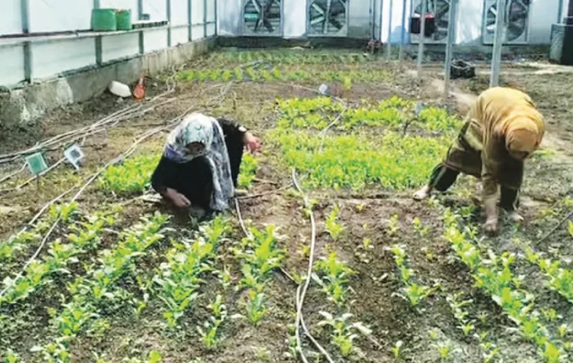 Hygam sisters lead agri innovation in Sopore