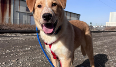 Fundraiser at Calgary Hitmen game supports dog rescue - DiscoverAirdrie.com