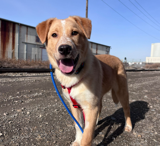 Fundraiser at Calgary Hitmen game supports dog rescue - DiscoverAirdrie.com
