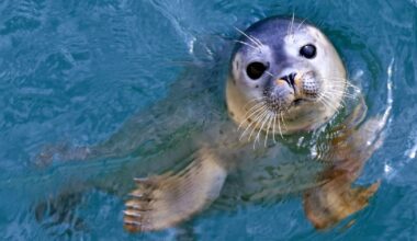 Hunter in camouflage