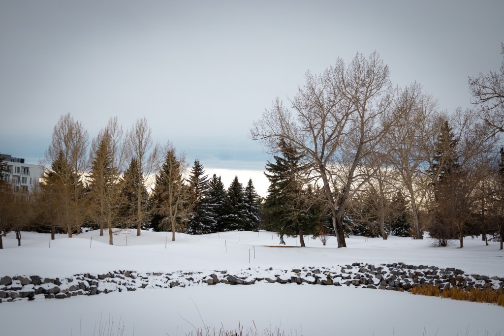New satellite study shows Calgary’s uneven urban greenery