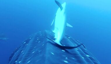 Shark entourage