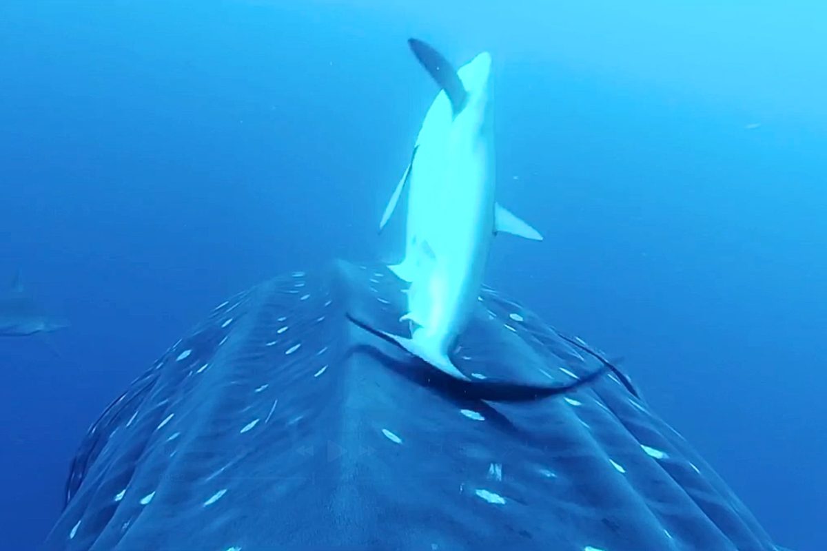 Shark entourage