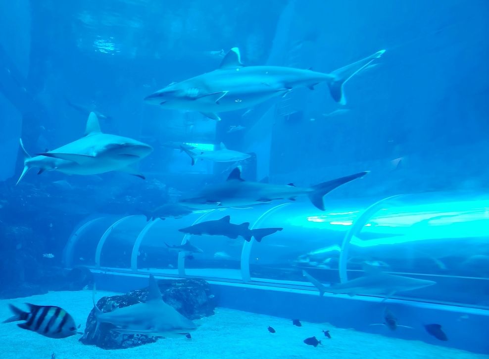 Singapore Oceanarium