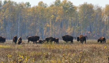 A herd of bison in a grassy field with trees in the backdrop.