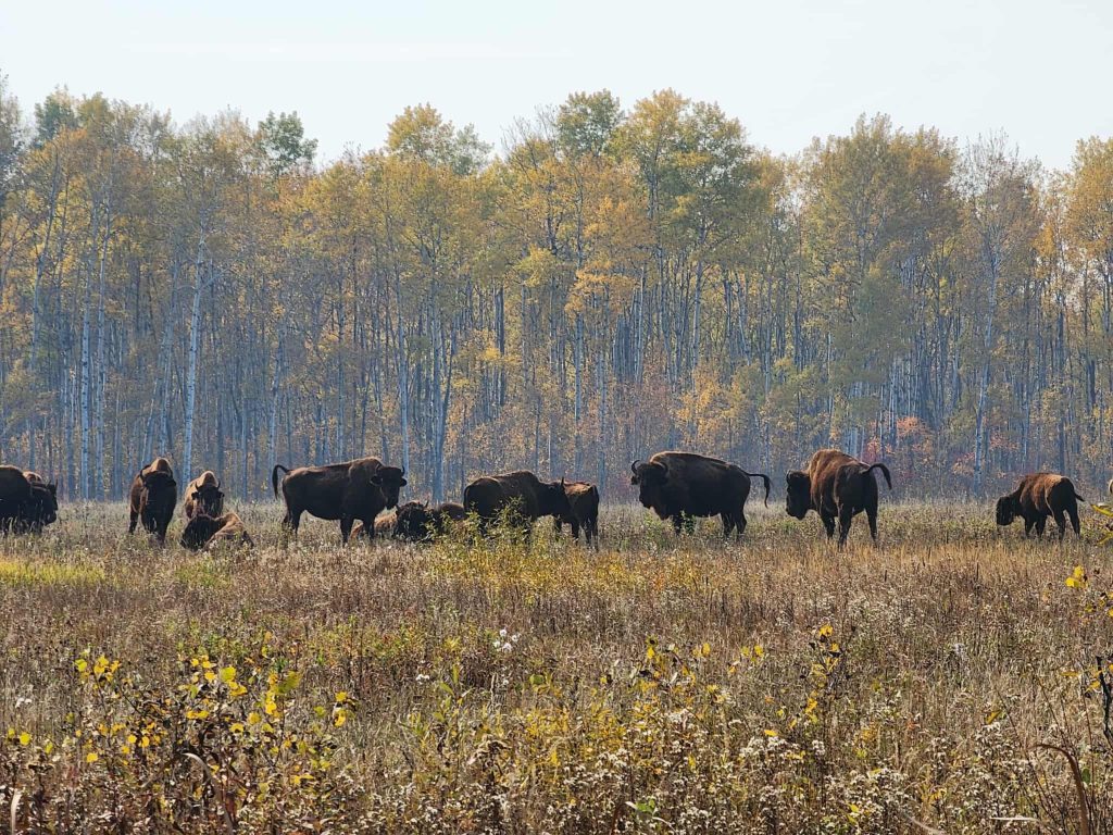 A herd of bison in a grassy field with trees in the backdrop.