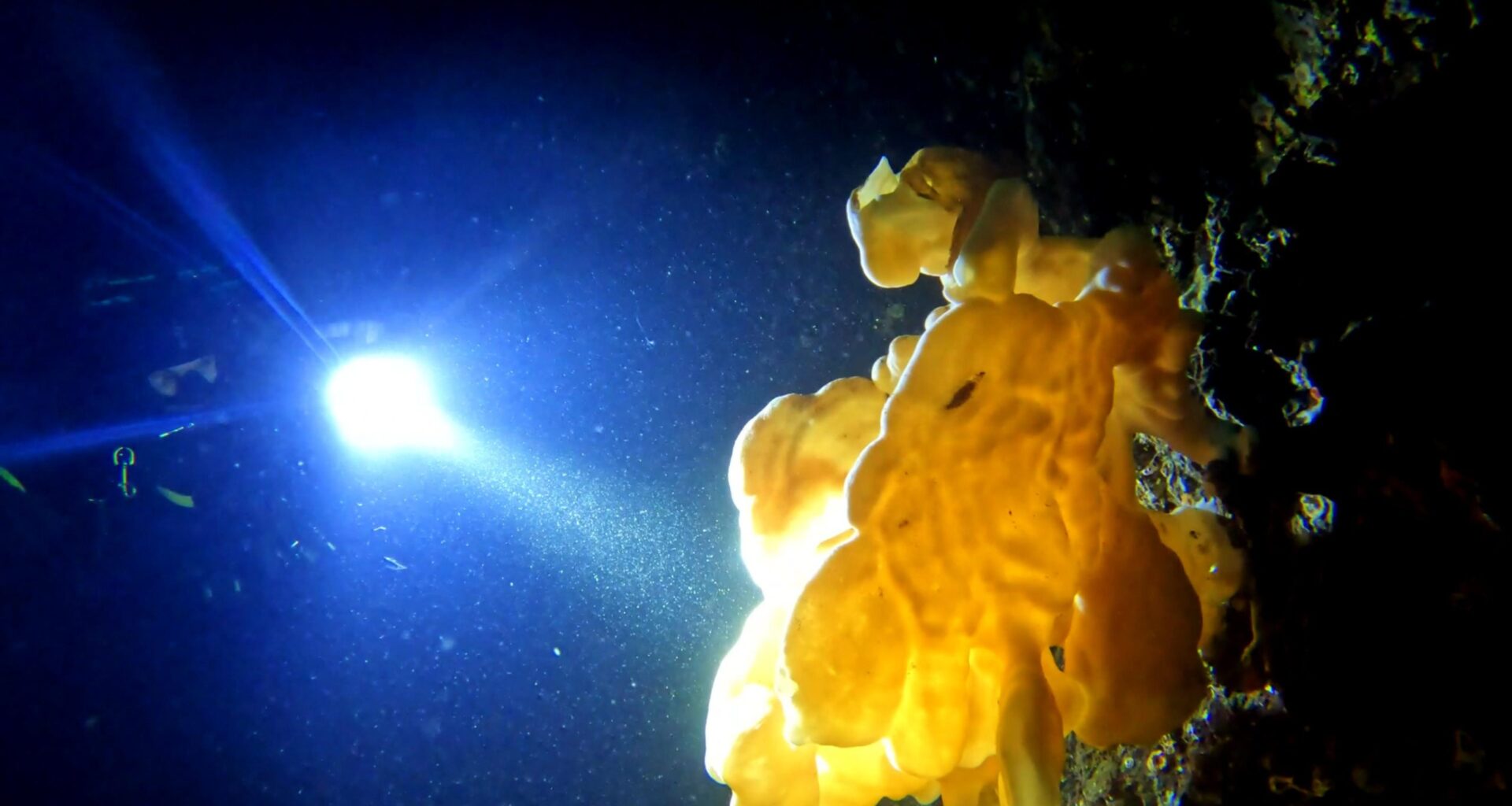 Vancouver Island diver discovers 'ancient' rare cloud sponges in Saanich Inlet