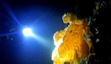 Vancouver Island diver discovers 'ancient' rare cloud sponges in Saanich Inlet