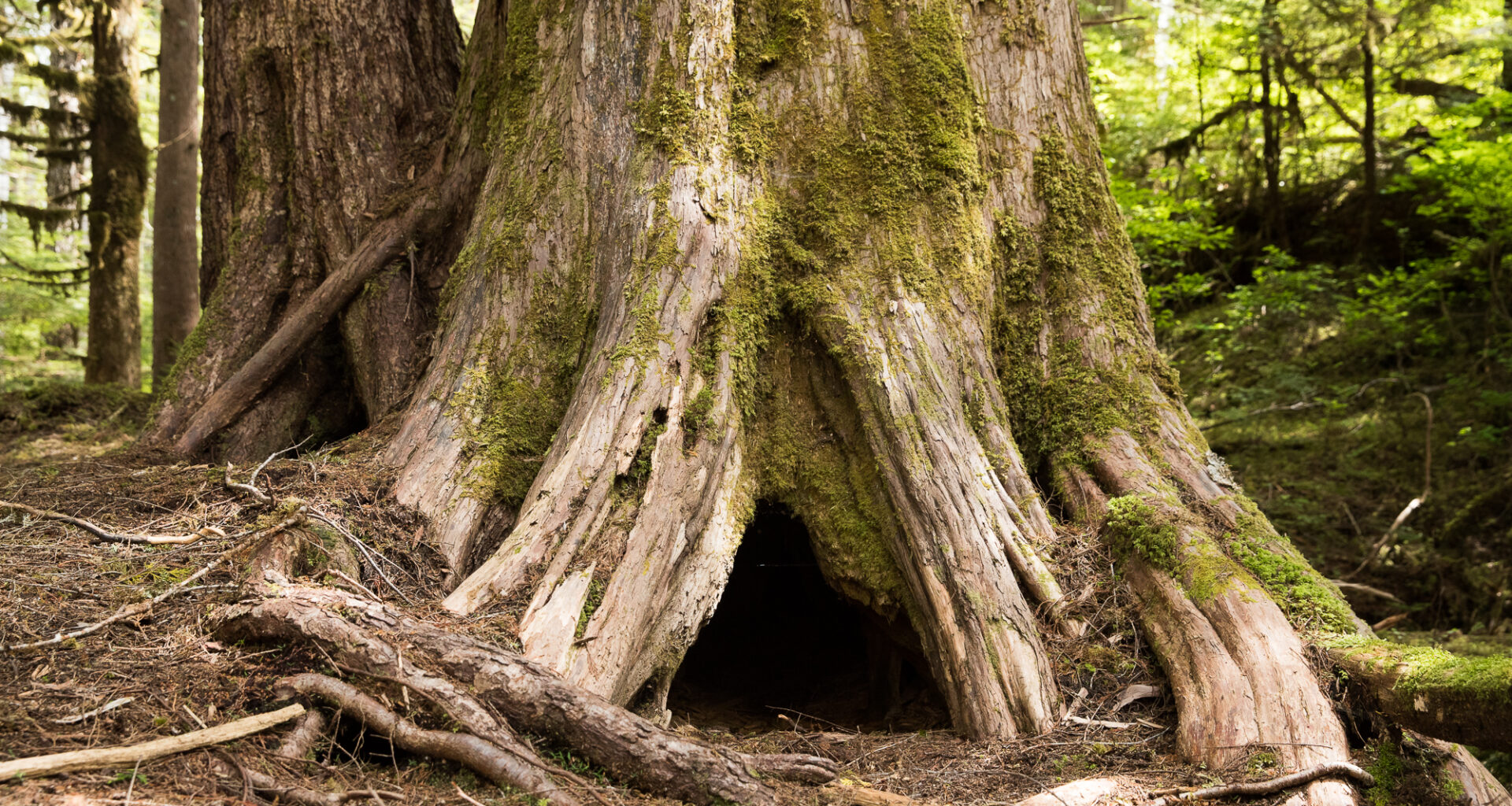Taan Forest becomes Canada’s first FSC Verified Impact forest