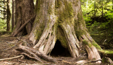 Taan Forest becomes Canada’s first FSC Verified Impact forest