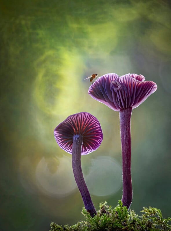 Two vibrant purple mushrooms stand tall on mossy ground with blurred green and yellow light in the background. A small insect hovers above the mushrooms, adding a sense of life to the tranquil scene.