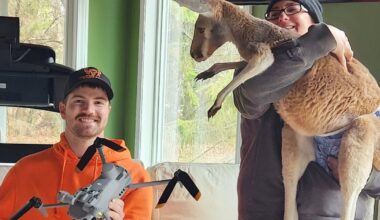 Chesney the kangaroo scales tall fence and flees petting zoo for three days on the lam - CTV News