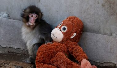 Punch, the monkey that stole hearts around the world, is outgrowing his plushie and making friends