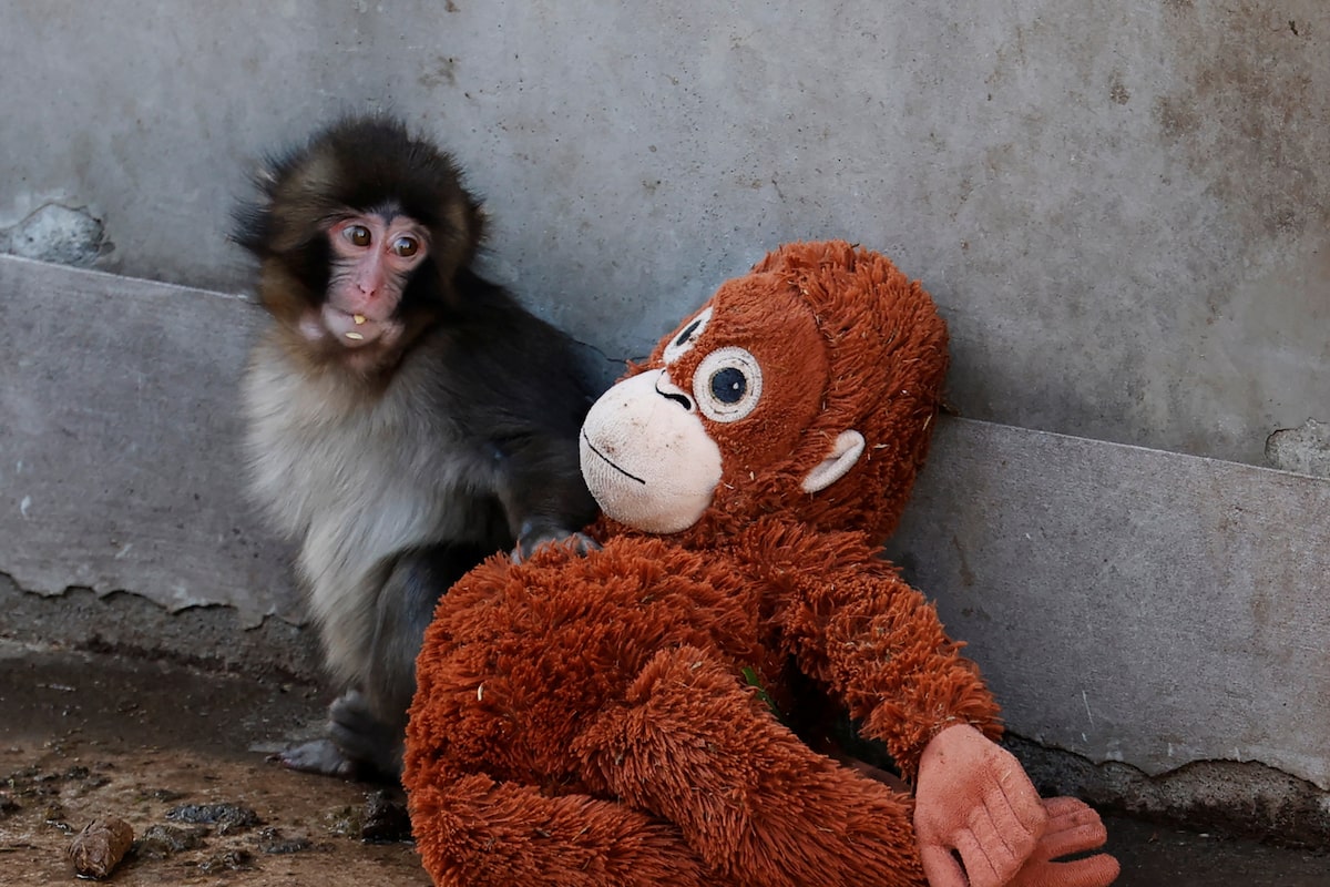 Punch, the monkey that stole hearts around the world, is outgrowing his plushie and making friends