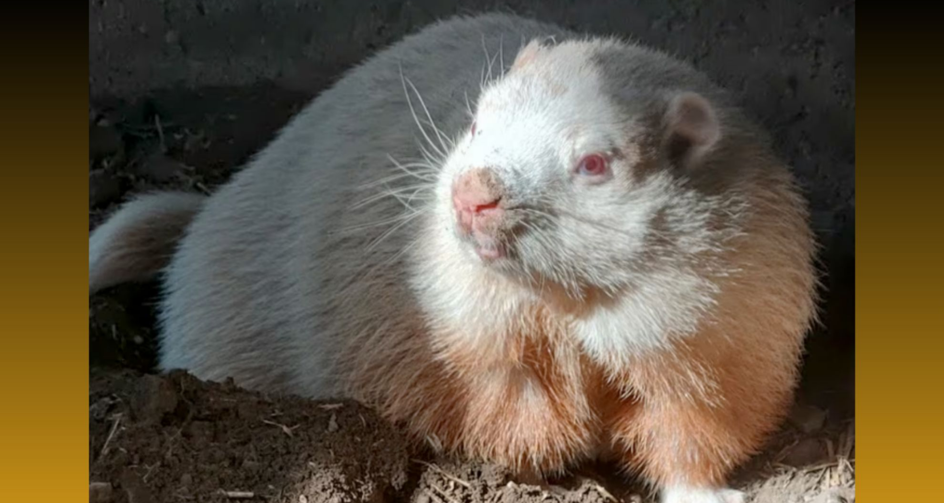Wiarton Willie, famed groundhog, has died