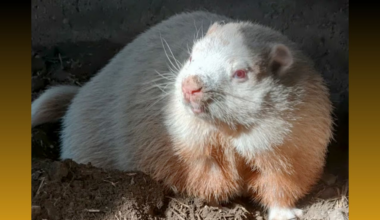 Wiarton Willie, famed groundhog, has died