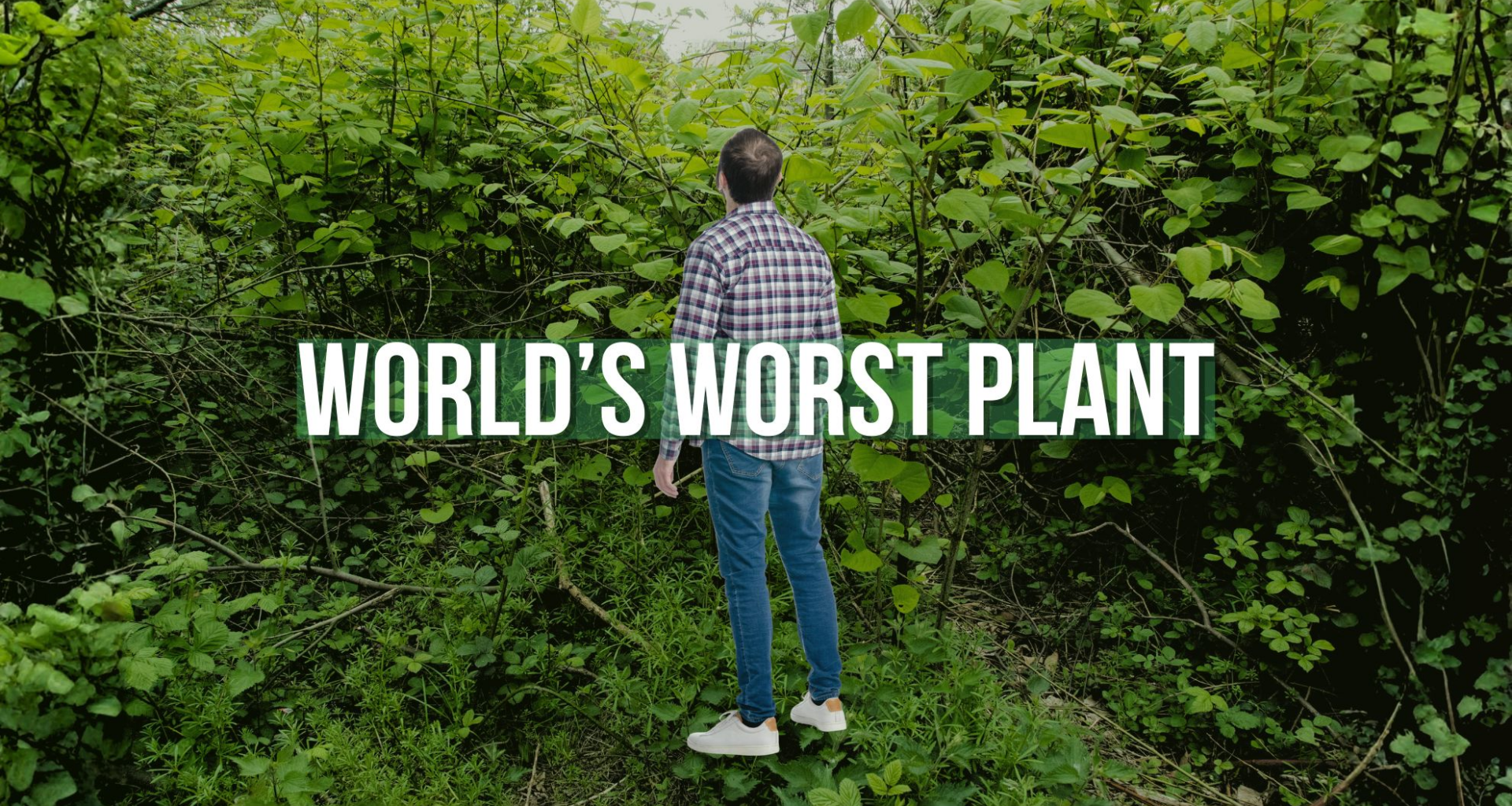 This destructive plant will begin sprouting in Canada soon