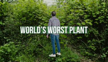 This destructive plant will begin sprouting in Canada soon