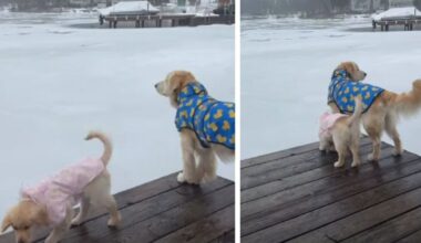 Golden Retriever Puppy Is Unbothered by Raincoat—Older Brother Not So Sure