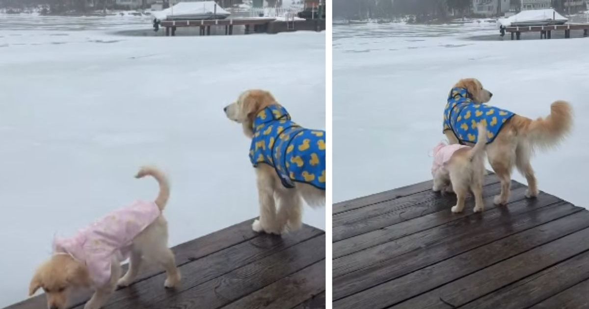Golden Retriever Puppy Is Unbothered by Raincoat—Older Brother Not So Sure