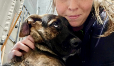 Pup rescued by Winnipeg firefighters finds loving home