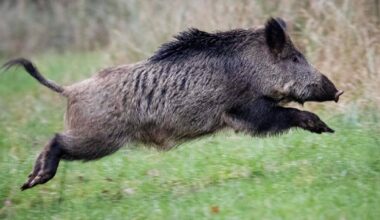 Police chase boar out of shopping mall