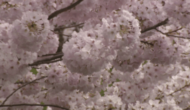 Vancouver's Cherry Blossom Festival back for its 20th year
