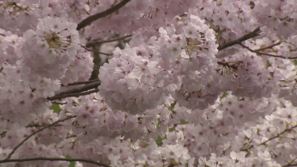 Vancouver's Cherry Blossom Festival back for its 20th year