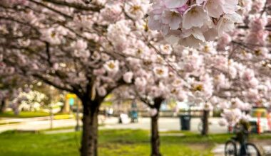 Vancouver Cherry Blossom Festival - Trees - Miss604 Bollwitt Photo