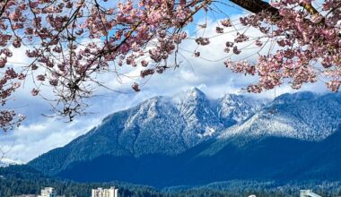 Vancouver Cherry Blossoms Bollwitt Miss604 Photo