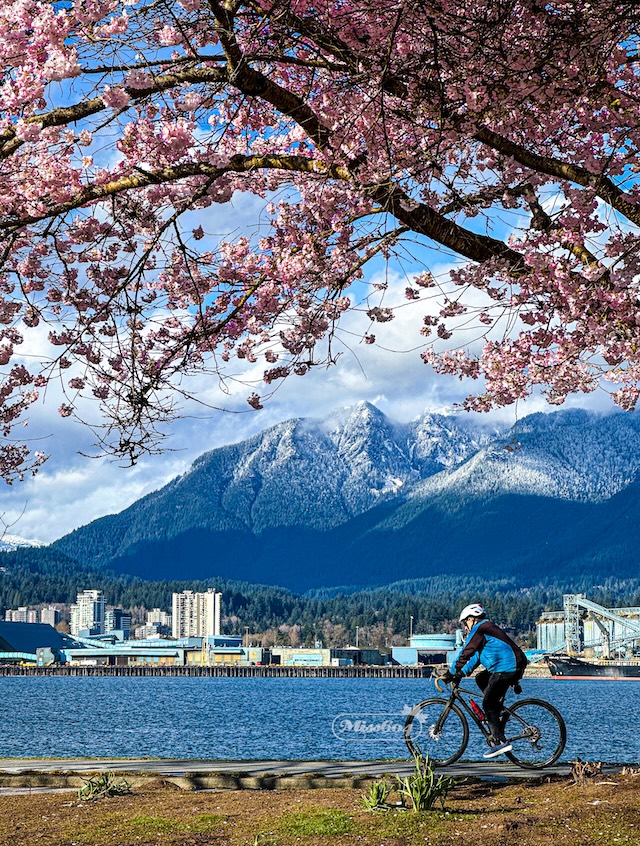 Vancouver Cherry Blossoms Bollwitt Miss604 Photo