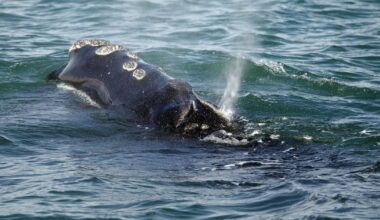 U.S. proposal to change safety measure for endangered whales draws criticism from Canada - CTV News